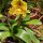 04 orchideje a masozrave rostliny